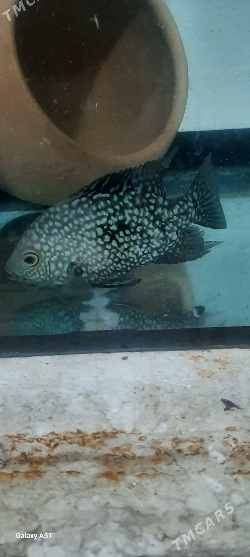 Цихлазома брилилантовая - Köşi - img 3