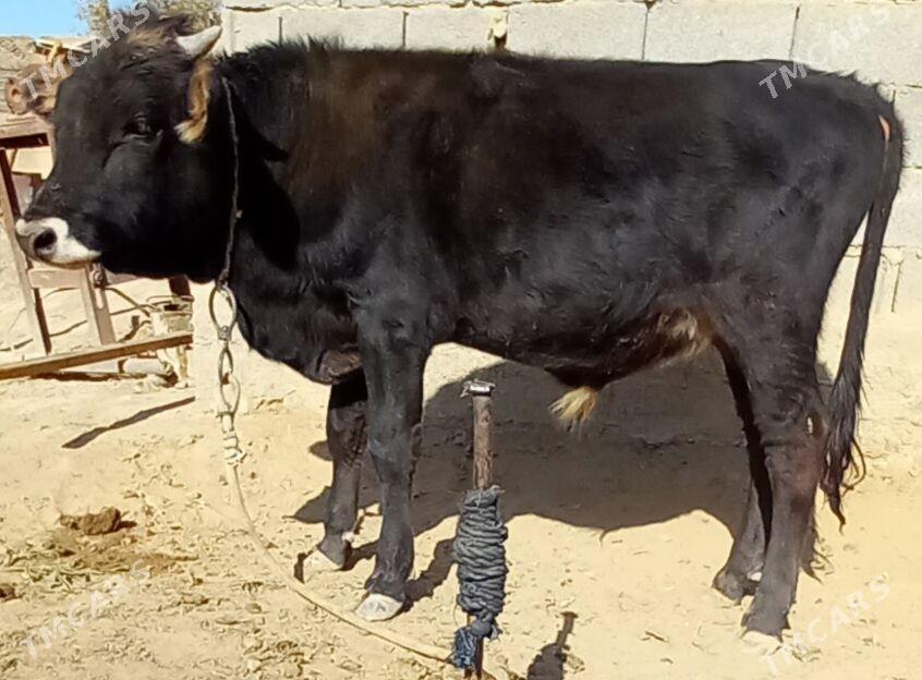 okuz - Анев - img 7