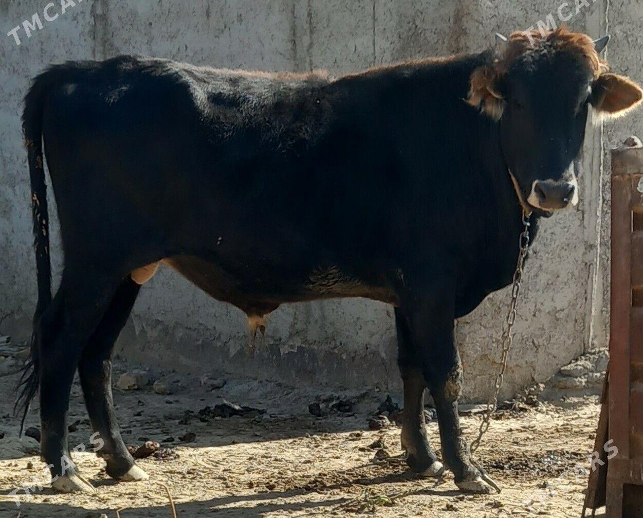 okuz - Анев - img 6