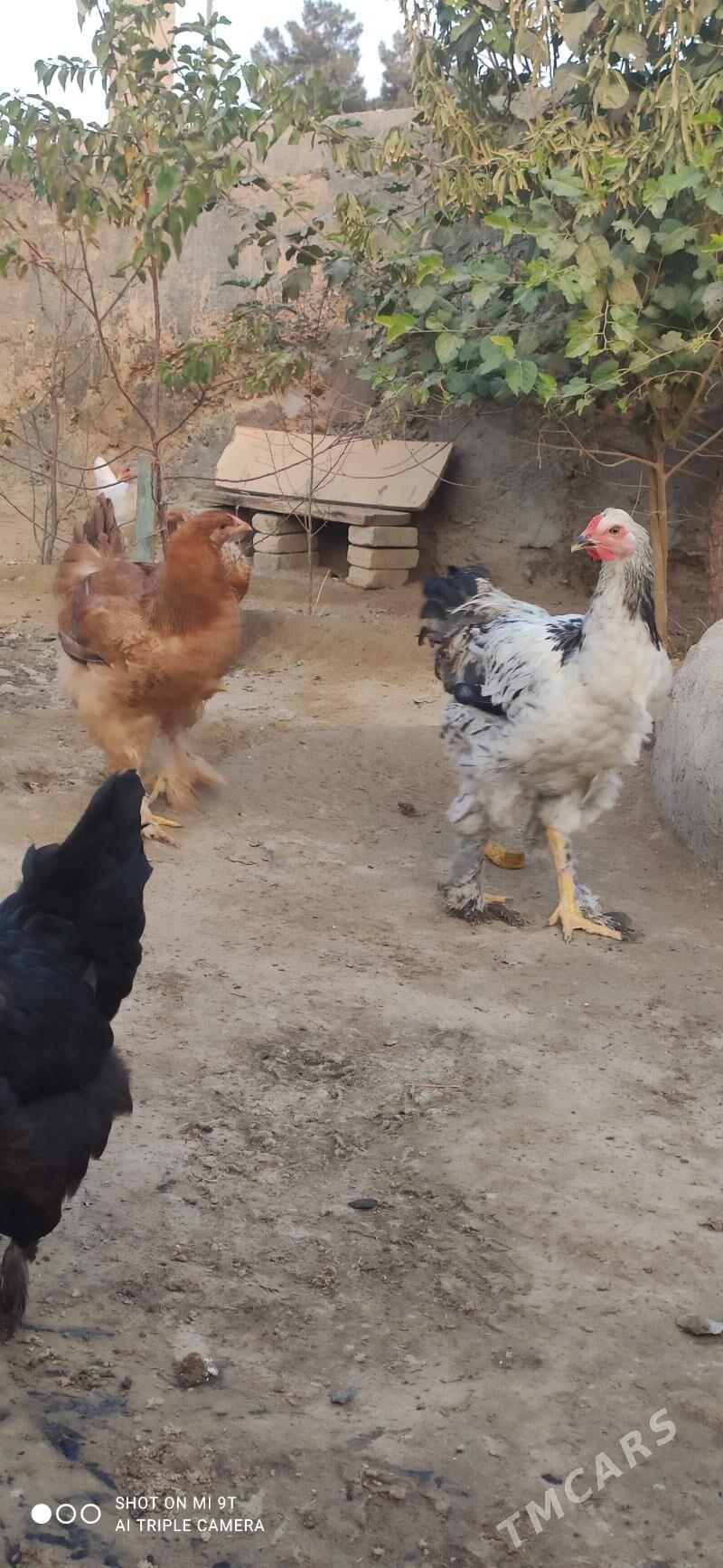 towuk  brama - Gyzylarbat - img 4