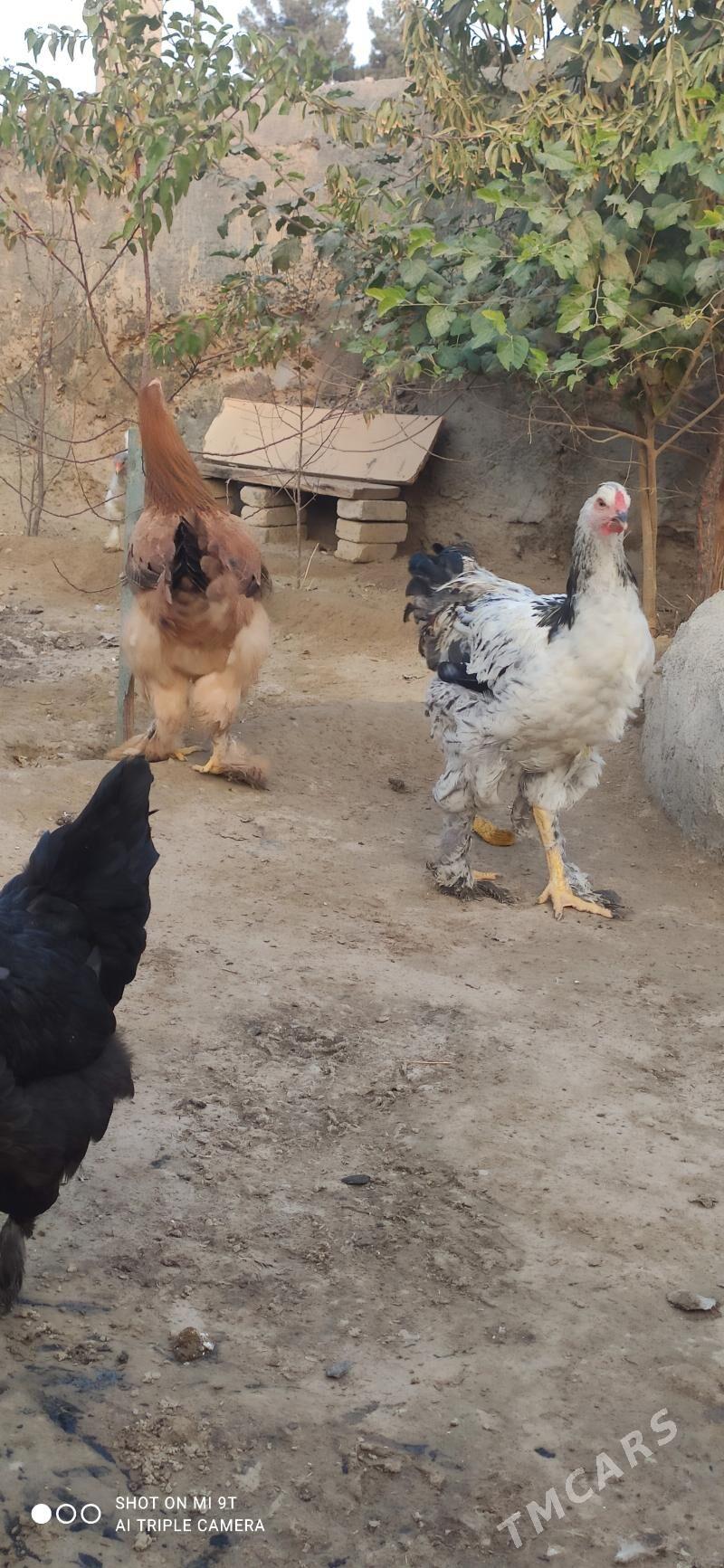 towuk  brama - Gyzylarbat - img 2