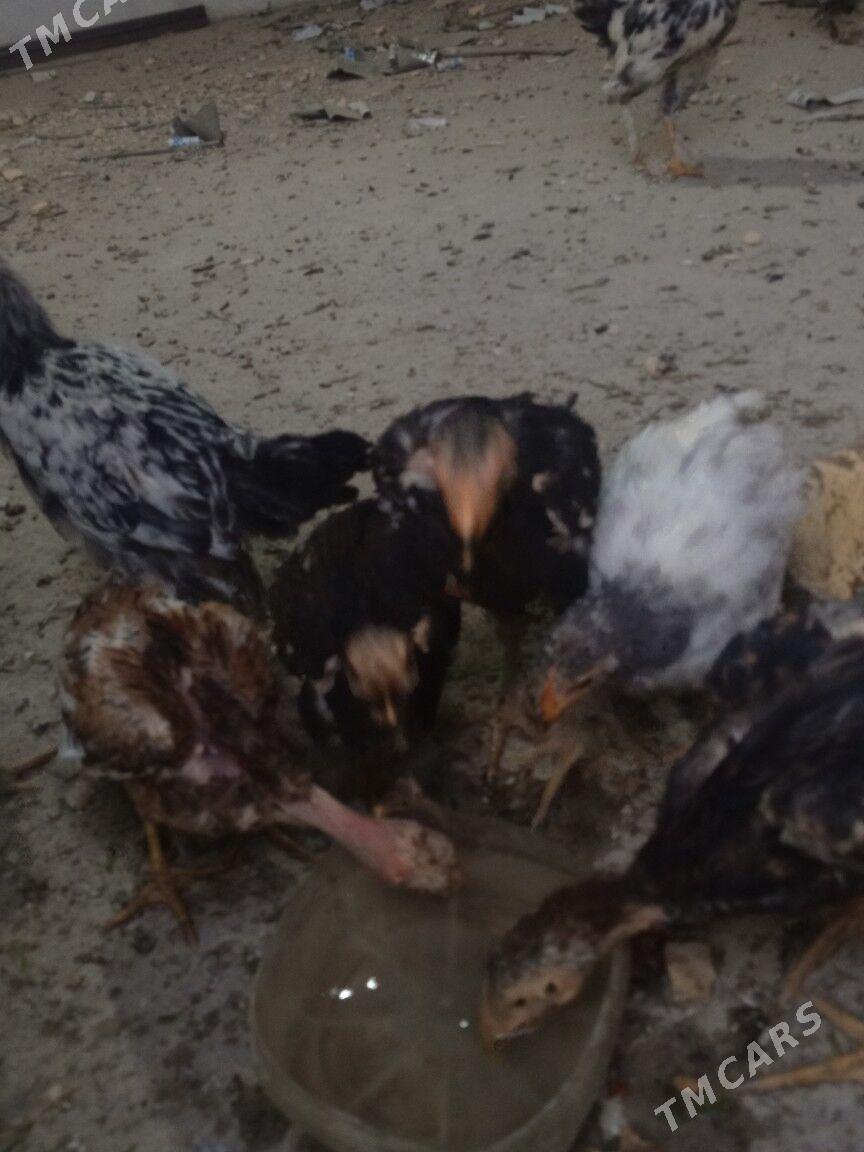 жуже - Туркменабат - img 2