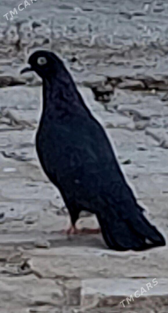 KEPDERI. - Mary - img 3