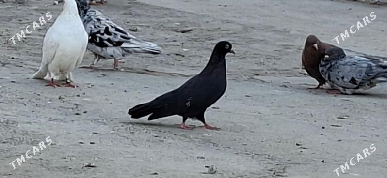 KEPDERI. - Mary - img 4