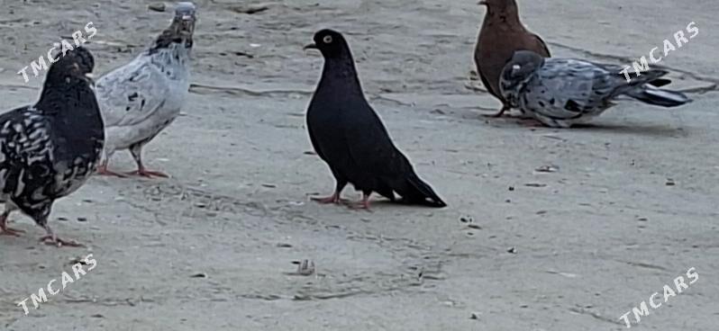 KEPDERI. - Mary - img 5