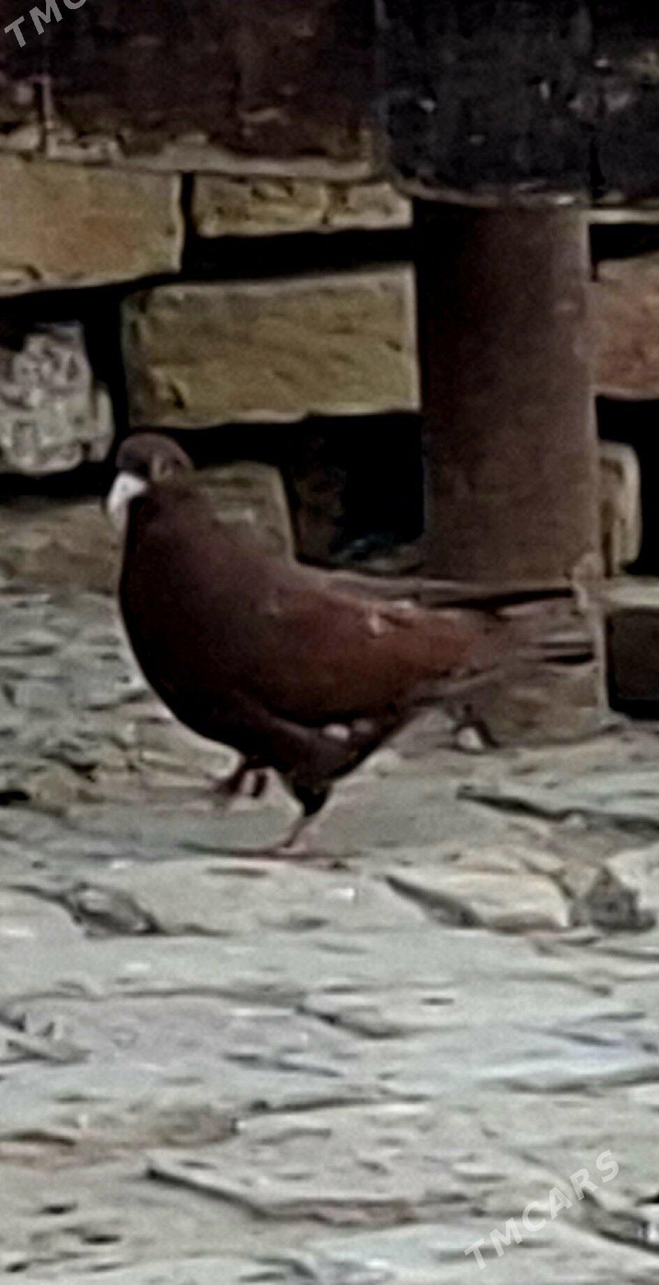 KEPDERI. - Mary - img 2