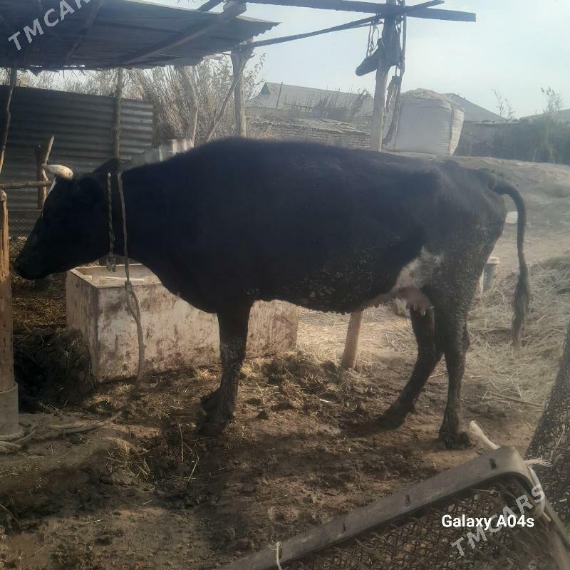 Sygr bakylan - Babadaýhan - img 2