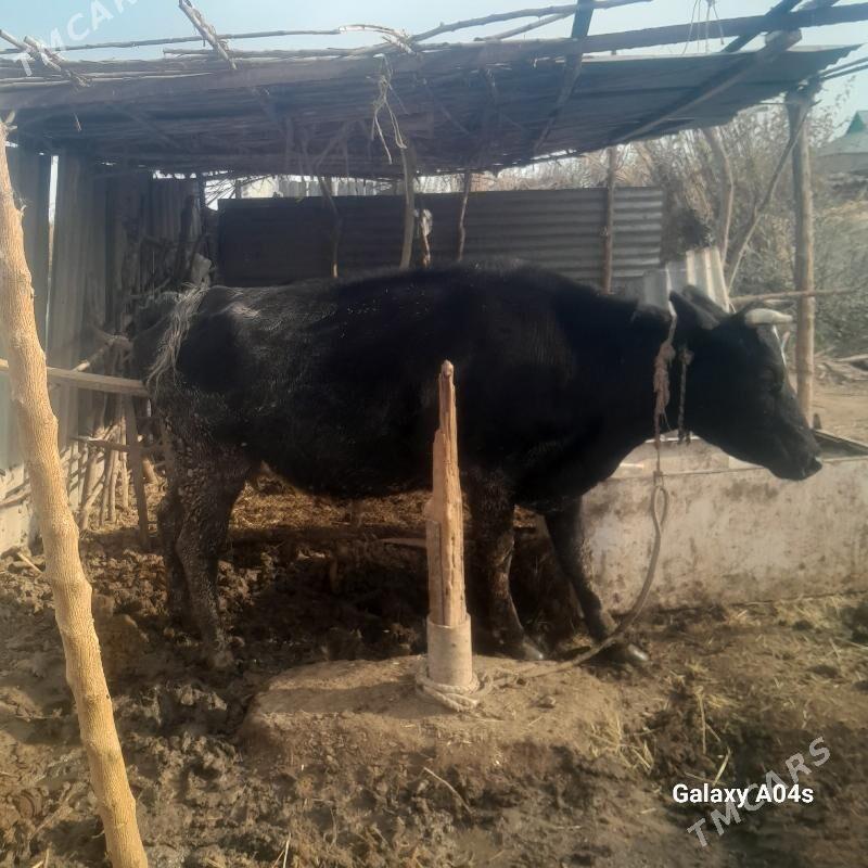 Sygr bakylan - Babadaýhan - img 3