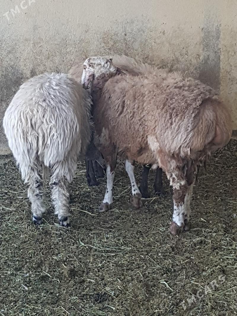 goyun gires koc - Бахарден - img 3