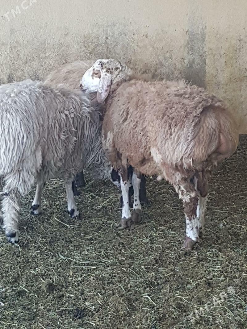 goyun gires koc - Бахарден - img 2