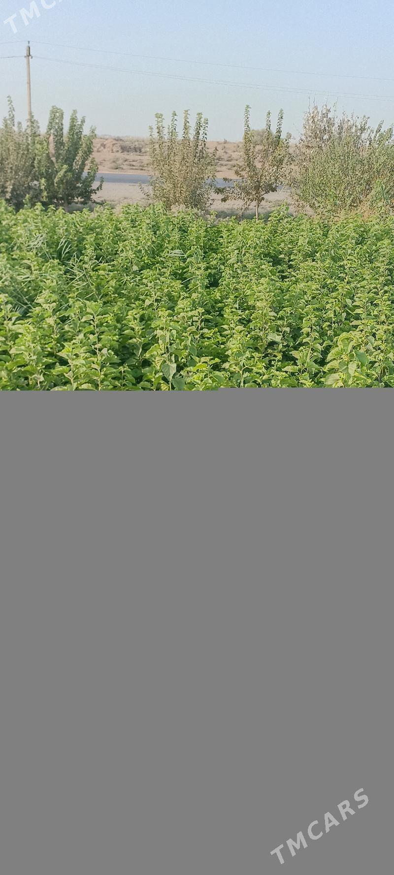 tut uzum nahaly - Серахс - img 2