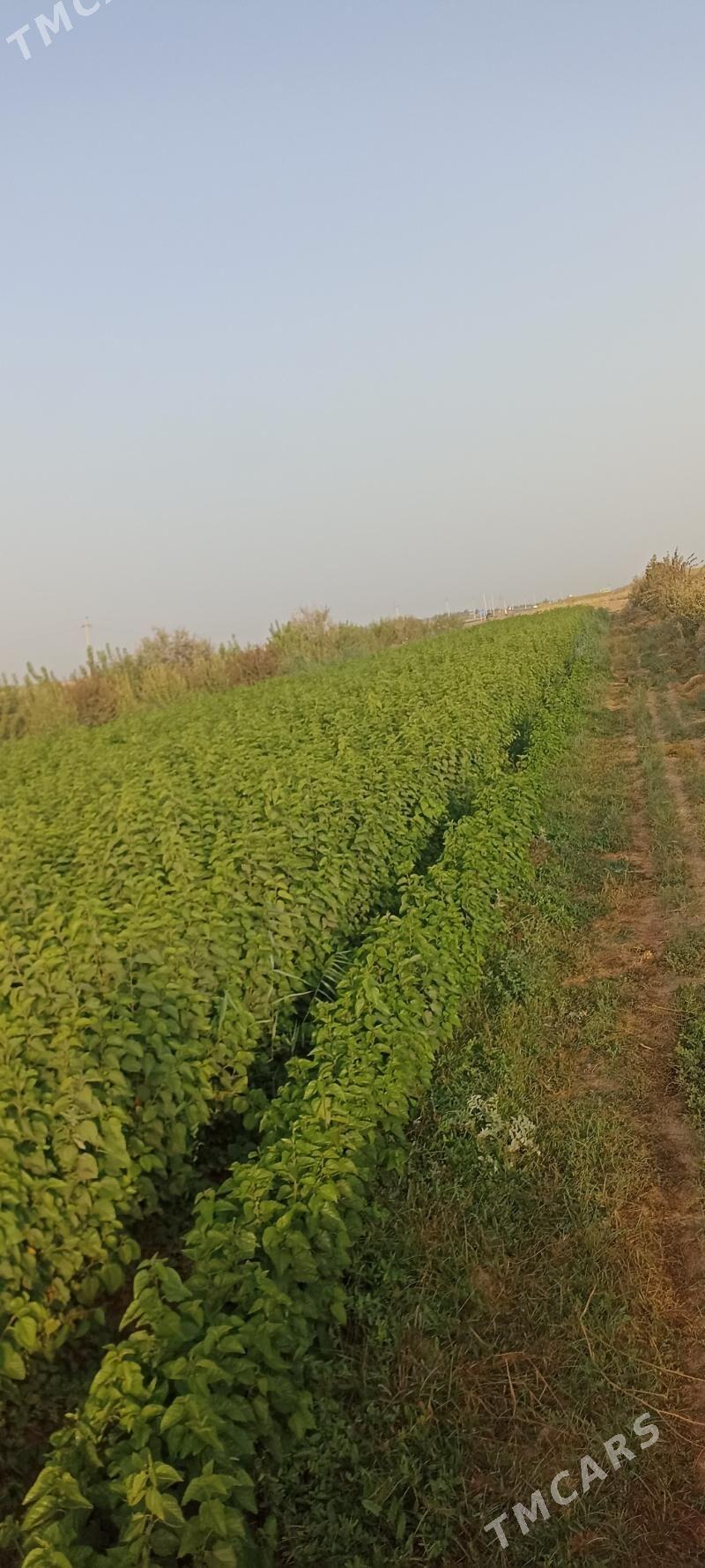 tut uzum nahaly - Серахс - img 3