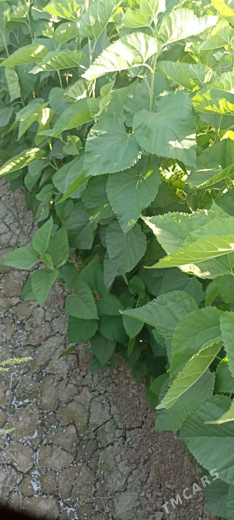 tut uzum nahaly - Серахс - img 4