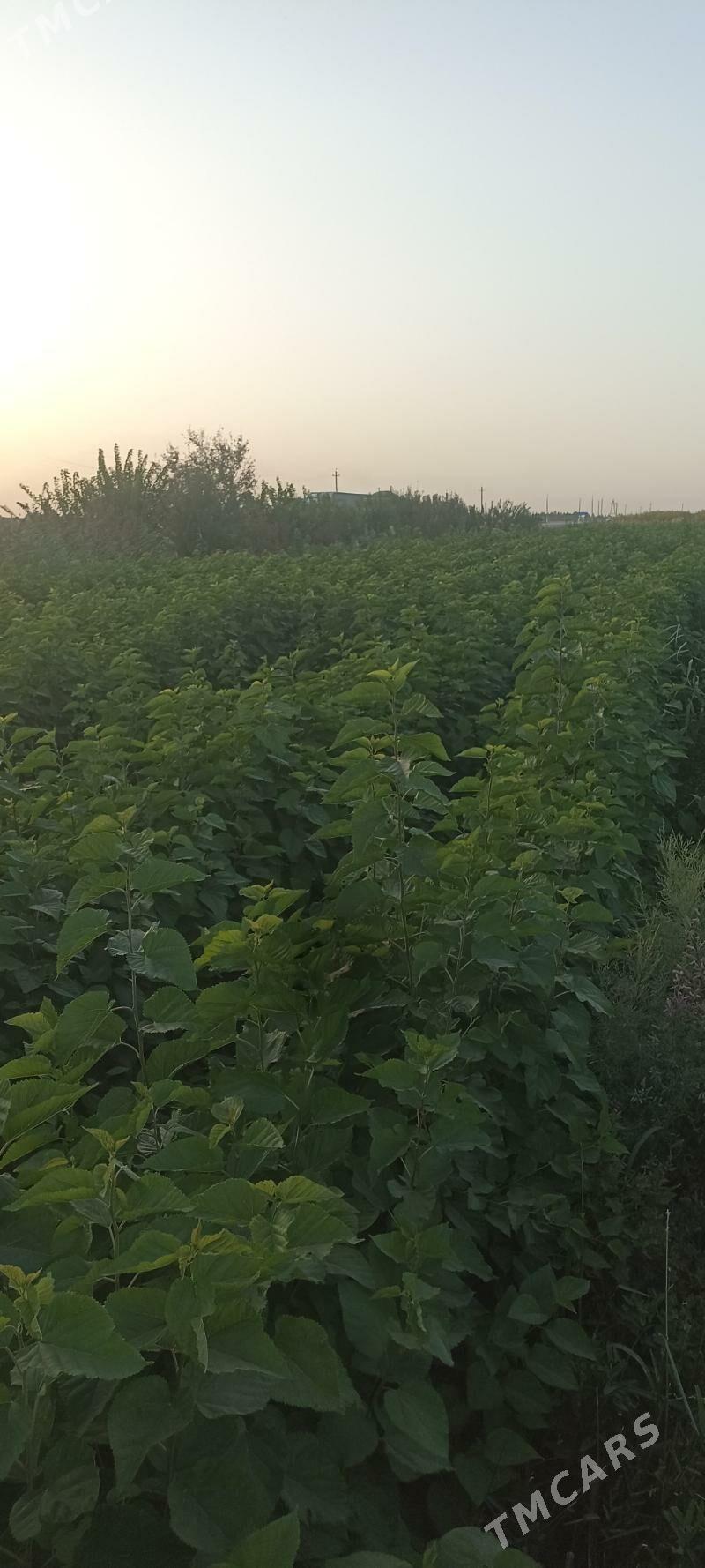 tut uzum nahaly - Серахс - img 5