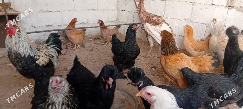 brama towuk - Herrikgala - img 3