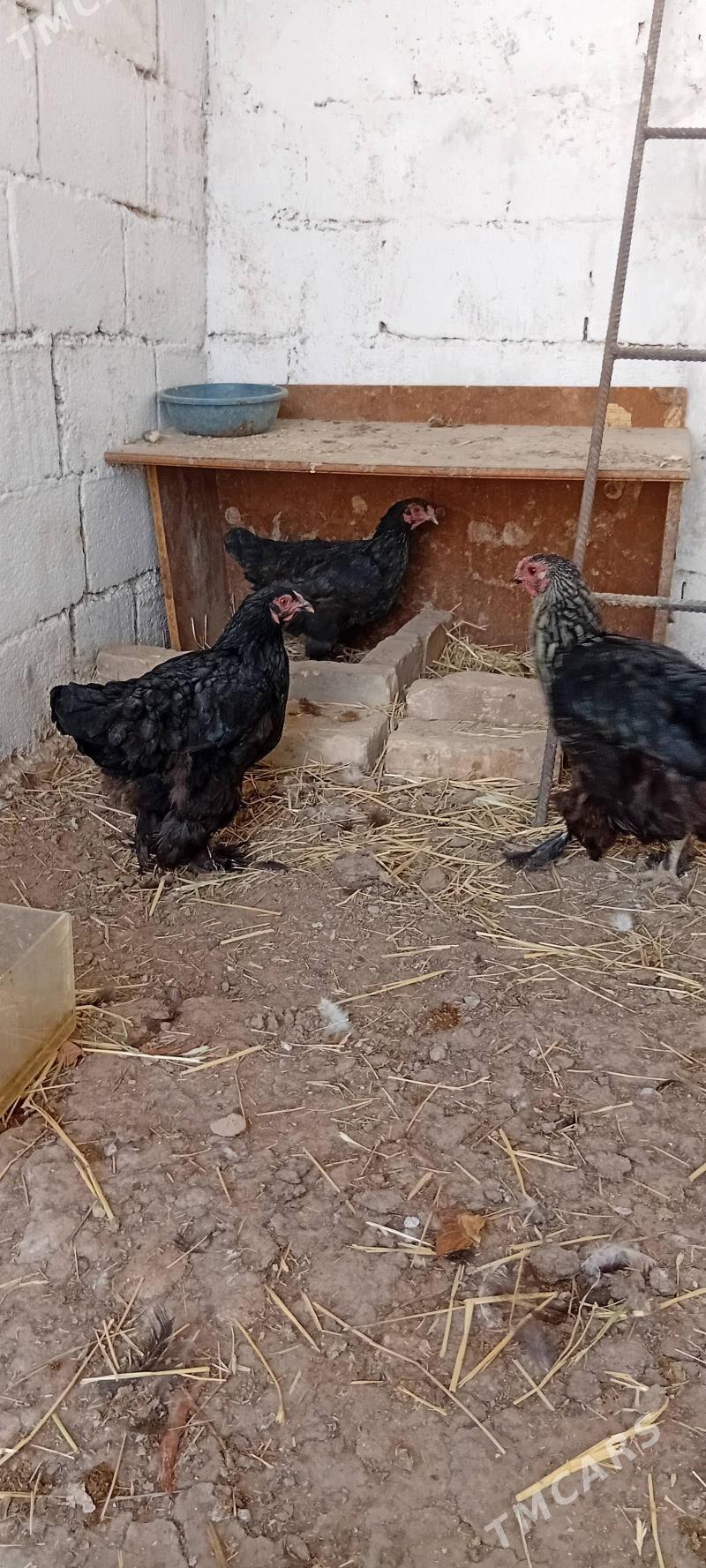 brama towuk - Herrikgala - img 9