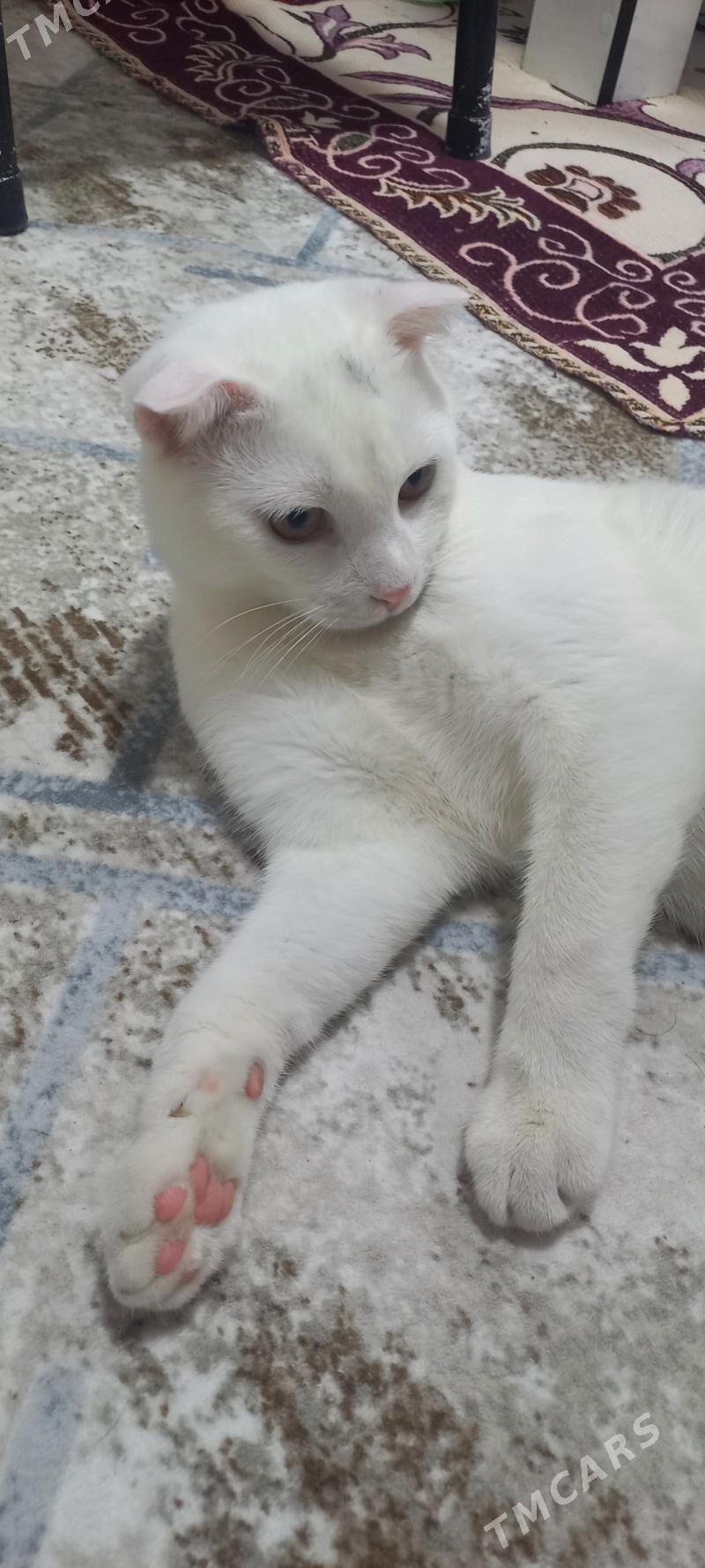 вислaухо vislauha pisik - Türkmenbaşy - img 3