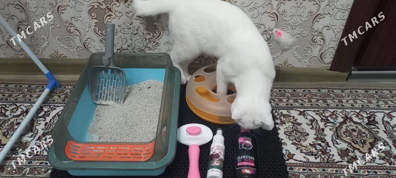 вислaухо vislauha pisik - Türkmenbaşy - img 5