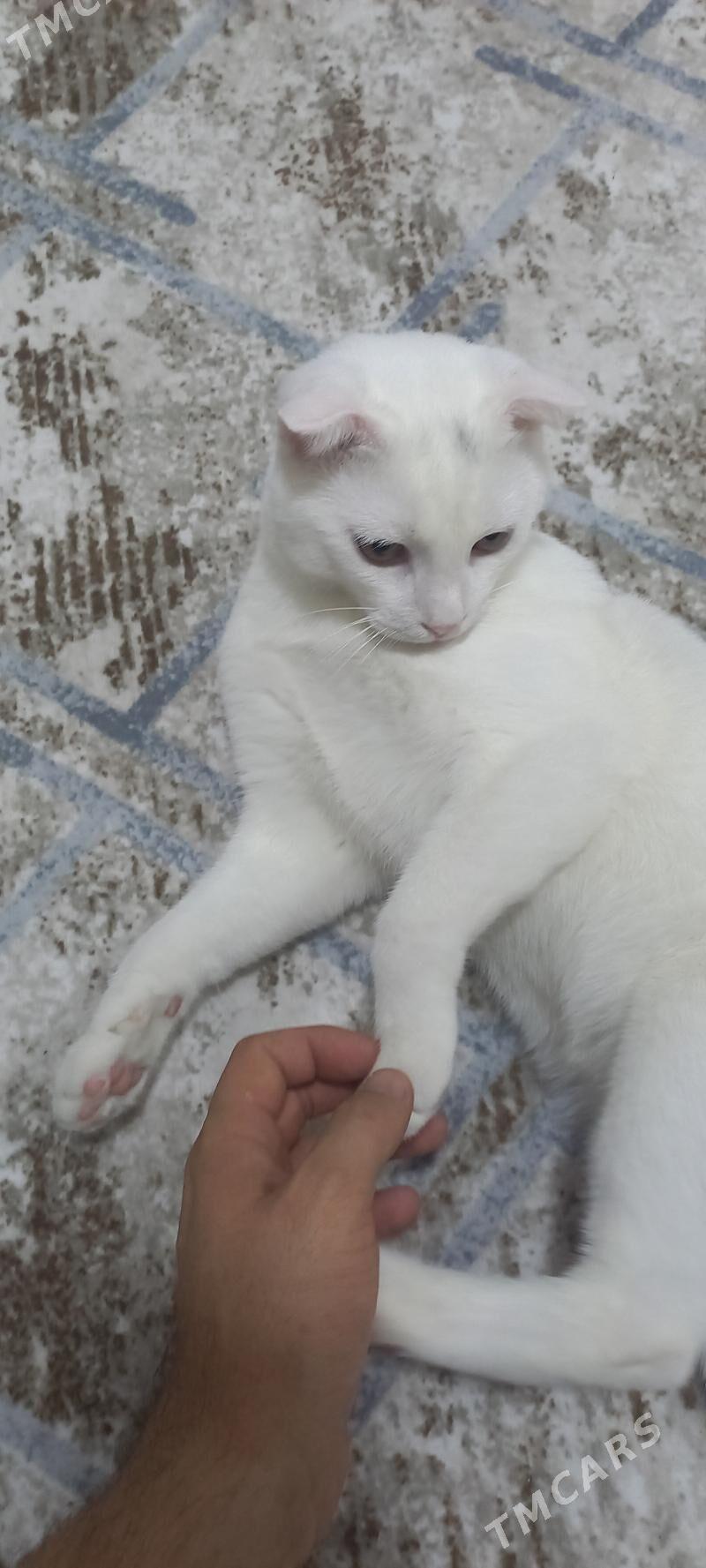 вислaухо vislauha pisik - Türkmenbaşy - img 2