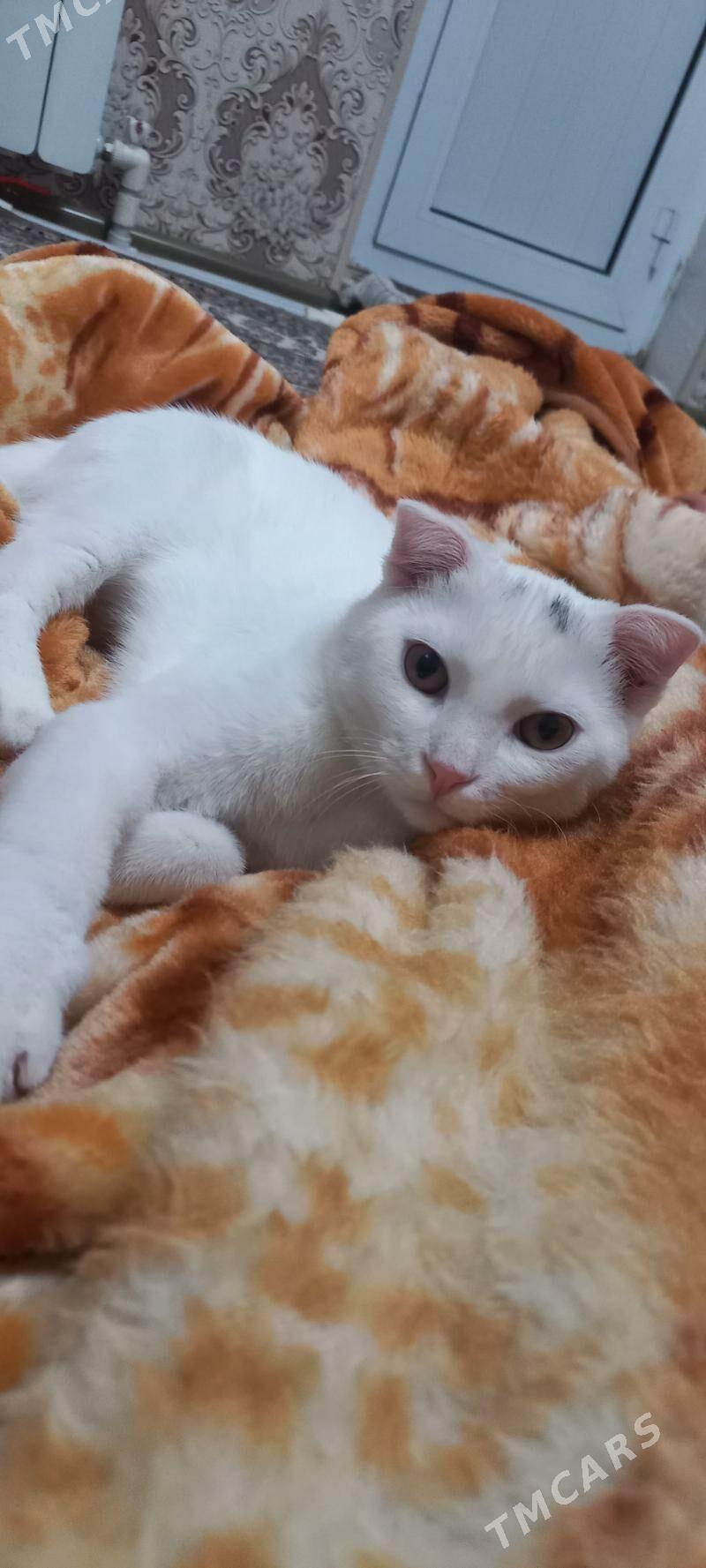 вислaухо vislauha pisik - Türkmenbaşy - img 6