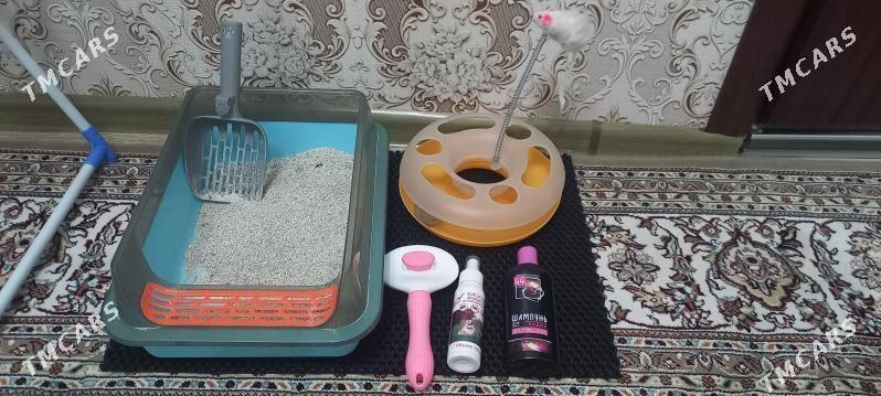 вислaухо vislauha pisik - Türkmenbaşy - img 4