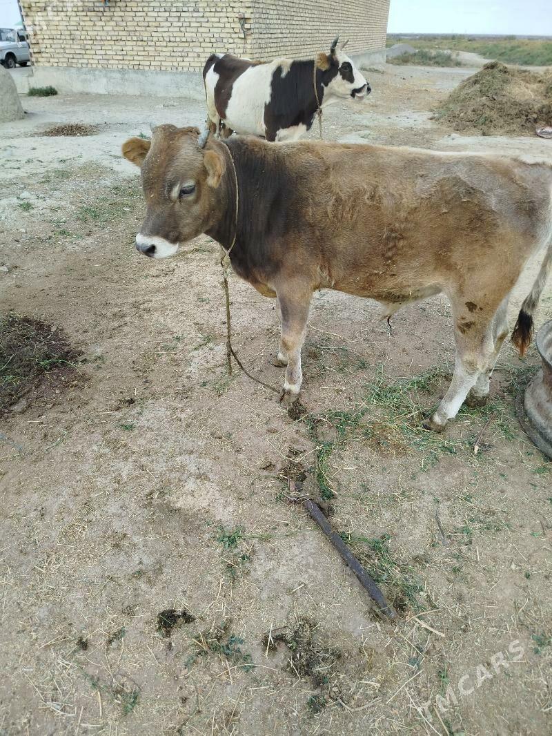 goleli sygyr - Bäherden - img 6