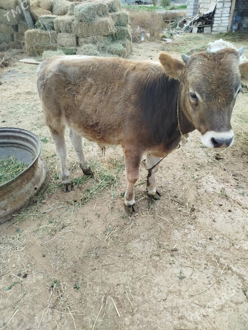 goleli sygyr - Bäherden - img 2