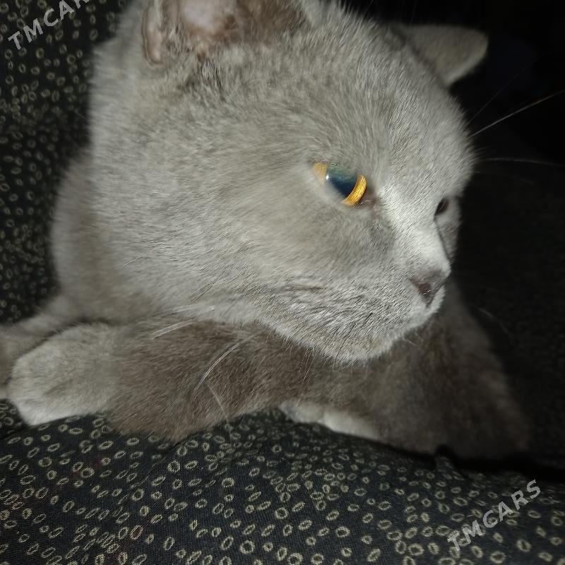 paroda pişikk akyllyja - Çoganly - img 3