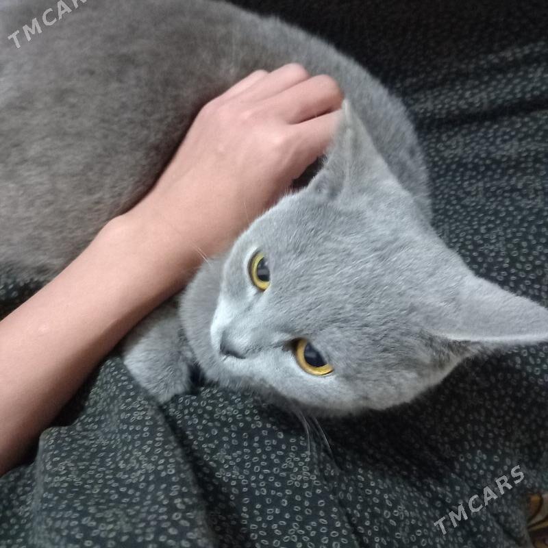 paroda pişikk akyllyja - Çoganly - img 2