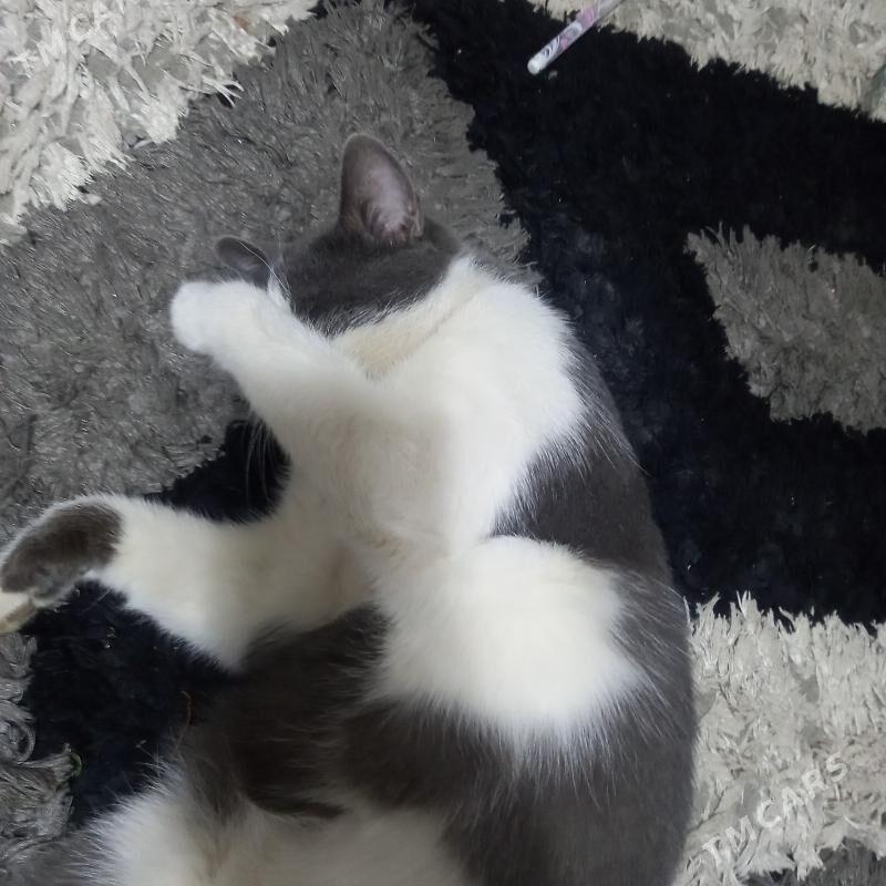 pişik - Çoganly - img 1