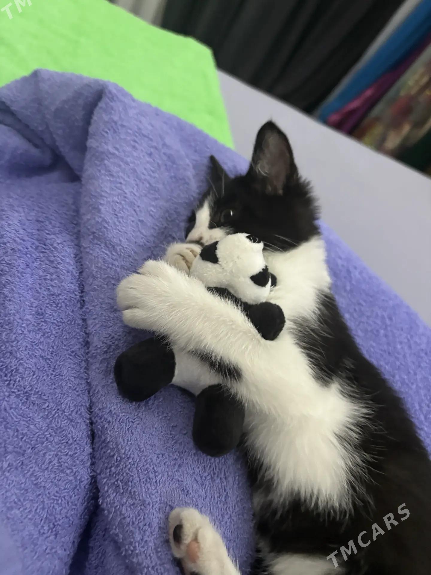 pişik - Aşgabat - img 2