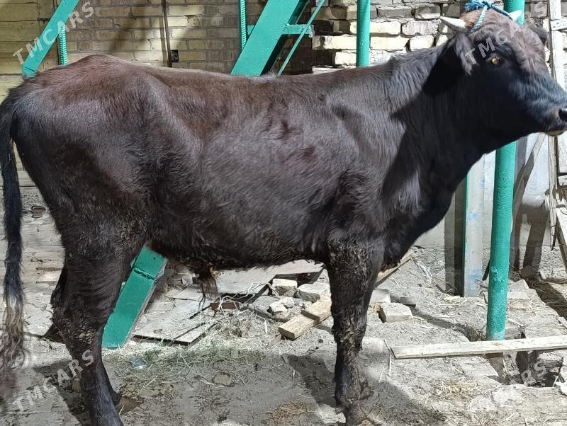 OKUZLER - Türkmenabat - img 2