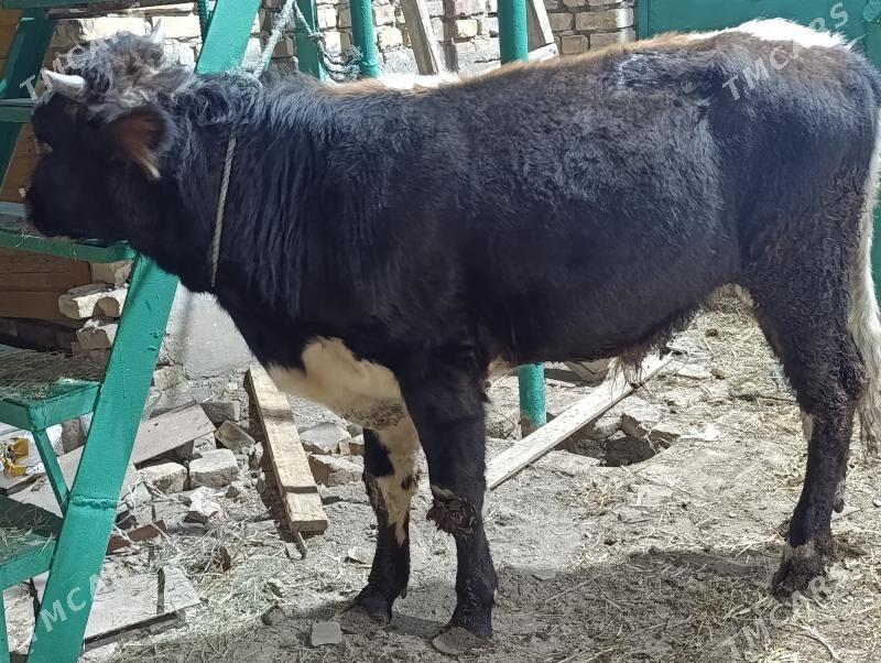 OKUZLER - Türkmenabat - img 9