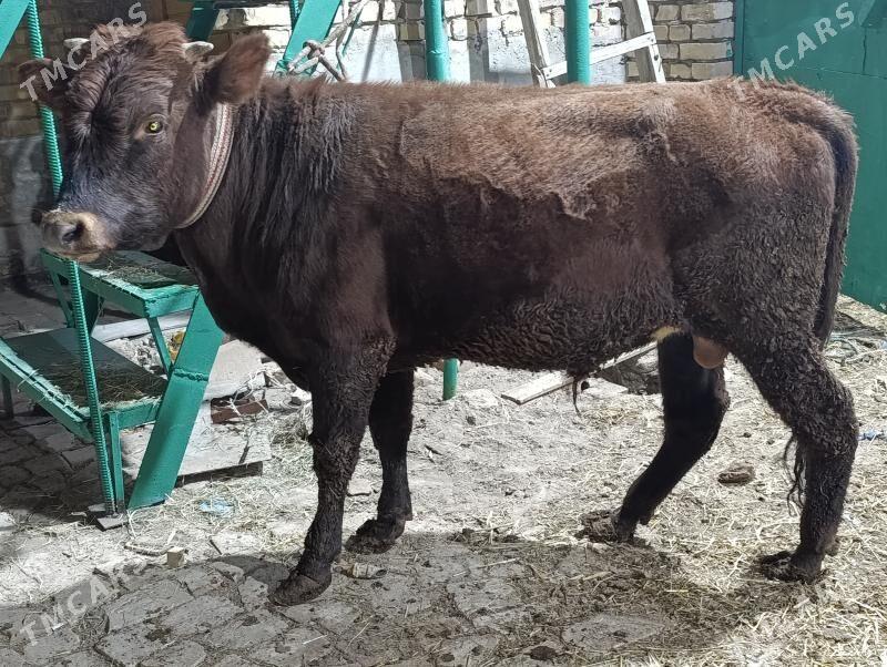 OKUZLER - Türkmenabat - img 7