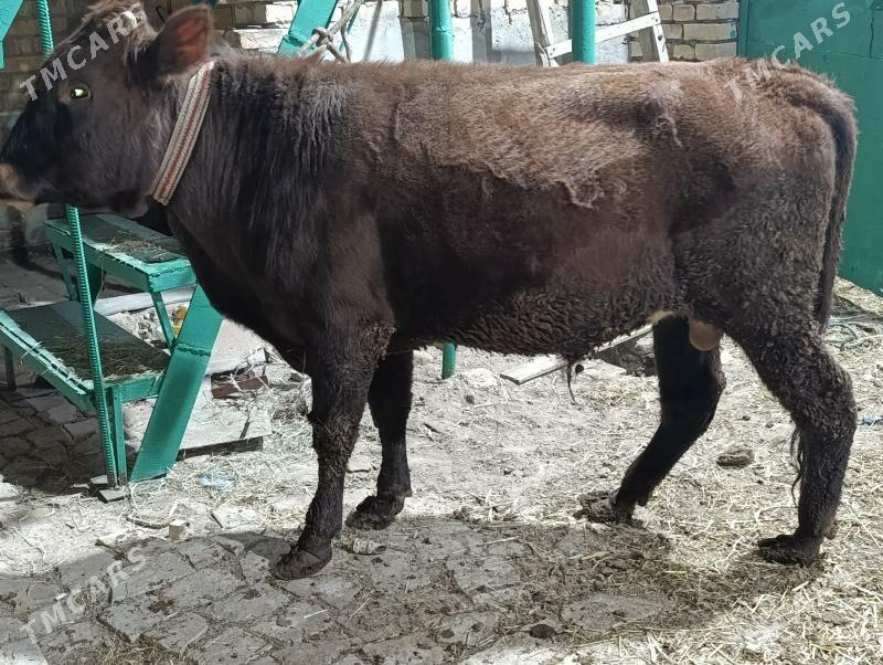 OKUZLER - Türkmenabat - img 6