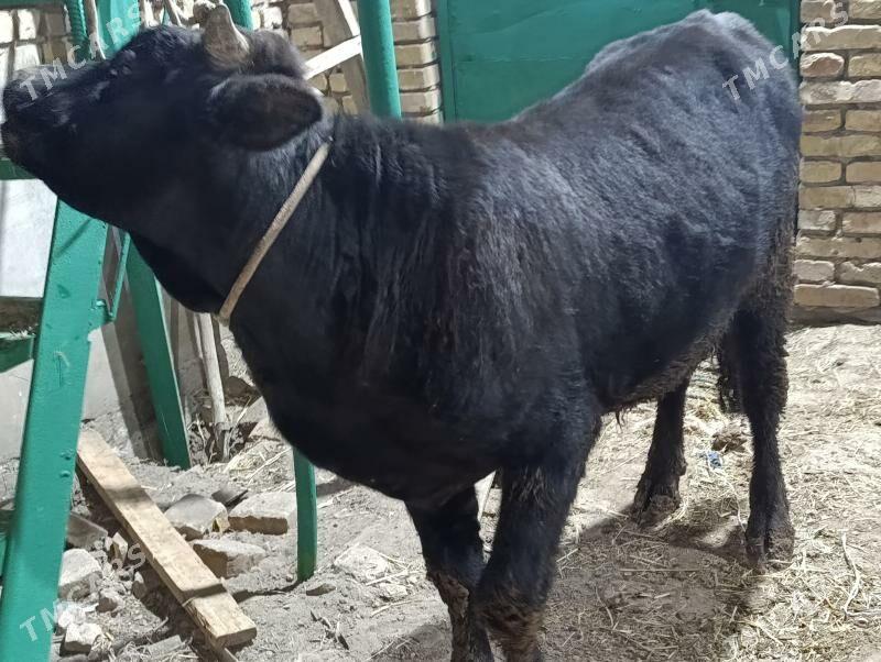 OKUZLER - Türkmenabat - img 4