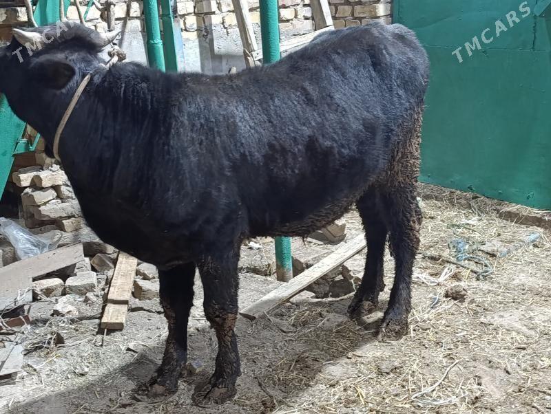 OKUZLER - Türkmenabat - img 10