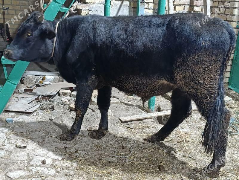 OKUZLER - Türkmenabat - img 5