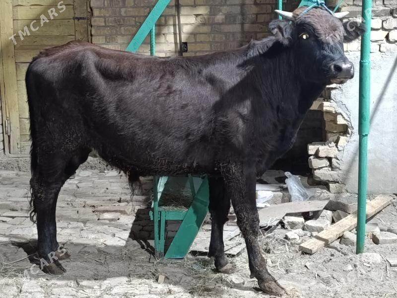 OKUZLER - Türkmenabat - img 3