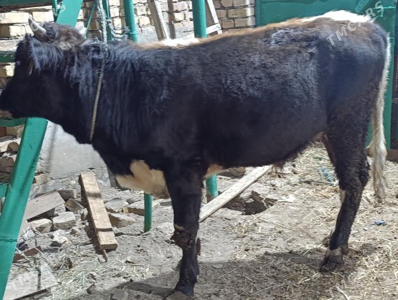 OKUZLER - Türkmenabat - img 8