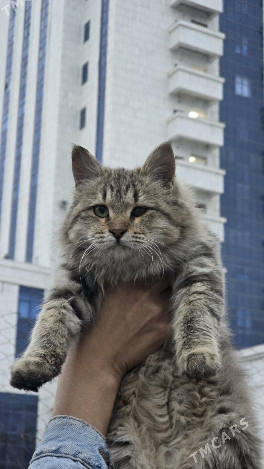 Дом для Аси - Aşgabat - img 2