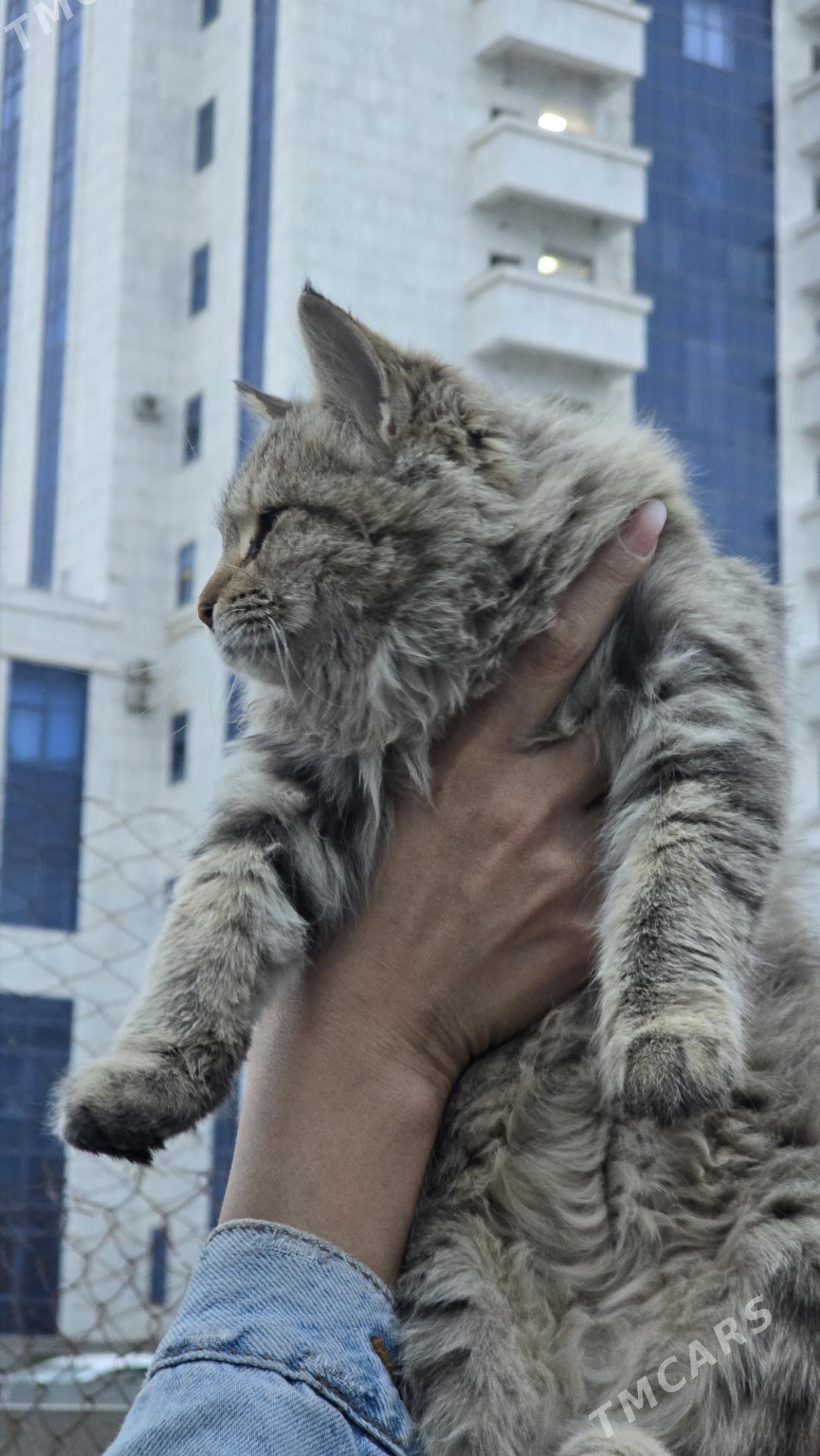 Дом для Аси - Aşgabat - img 4