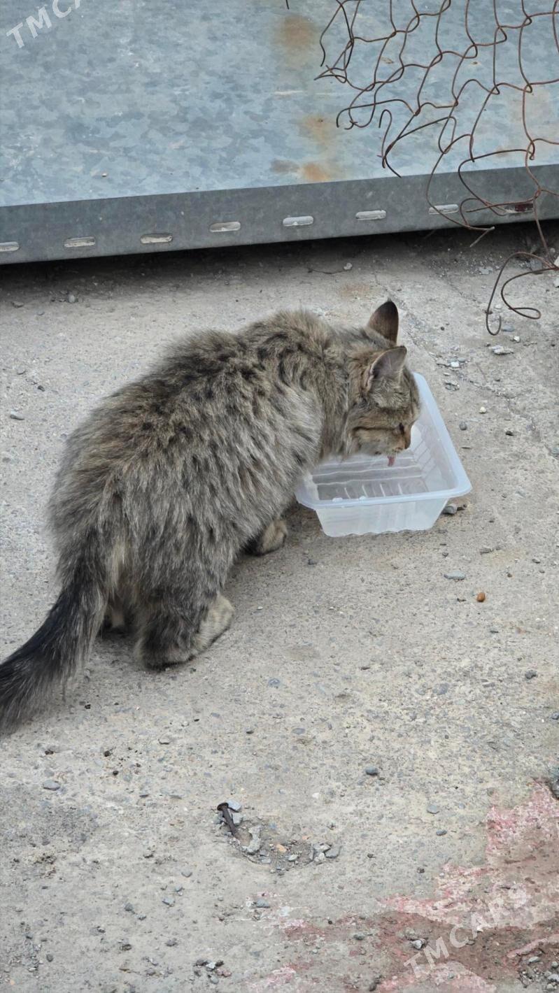 Дом для Аси - Aşgabat - img 3