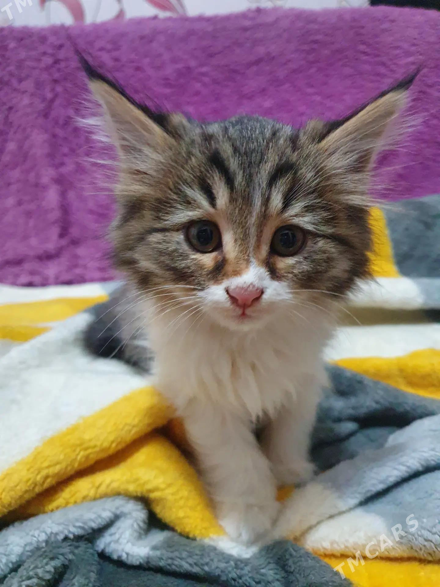 КОТЁНОК 3 мес - Aşgabat - img 1