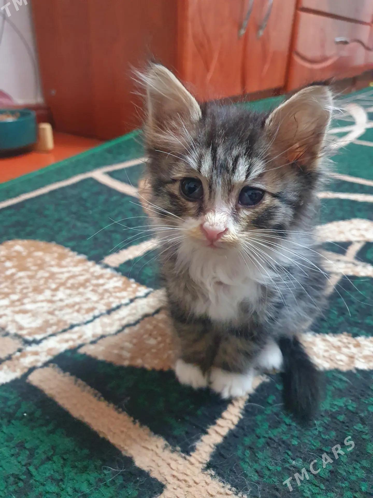 Малышка 3 мес - Aşgabat - img 2