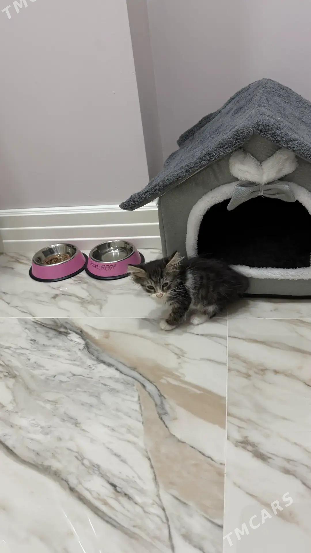 Малышка 3 мес - Aşgabat - img 3