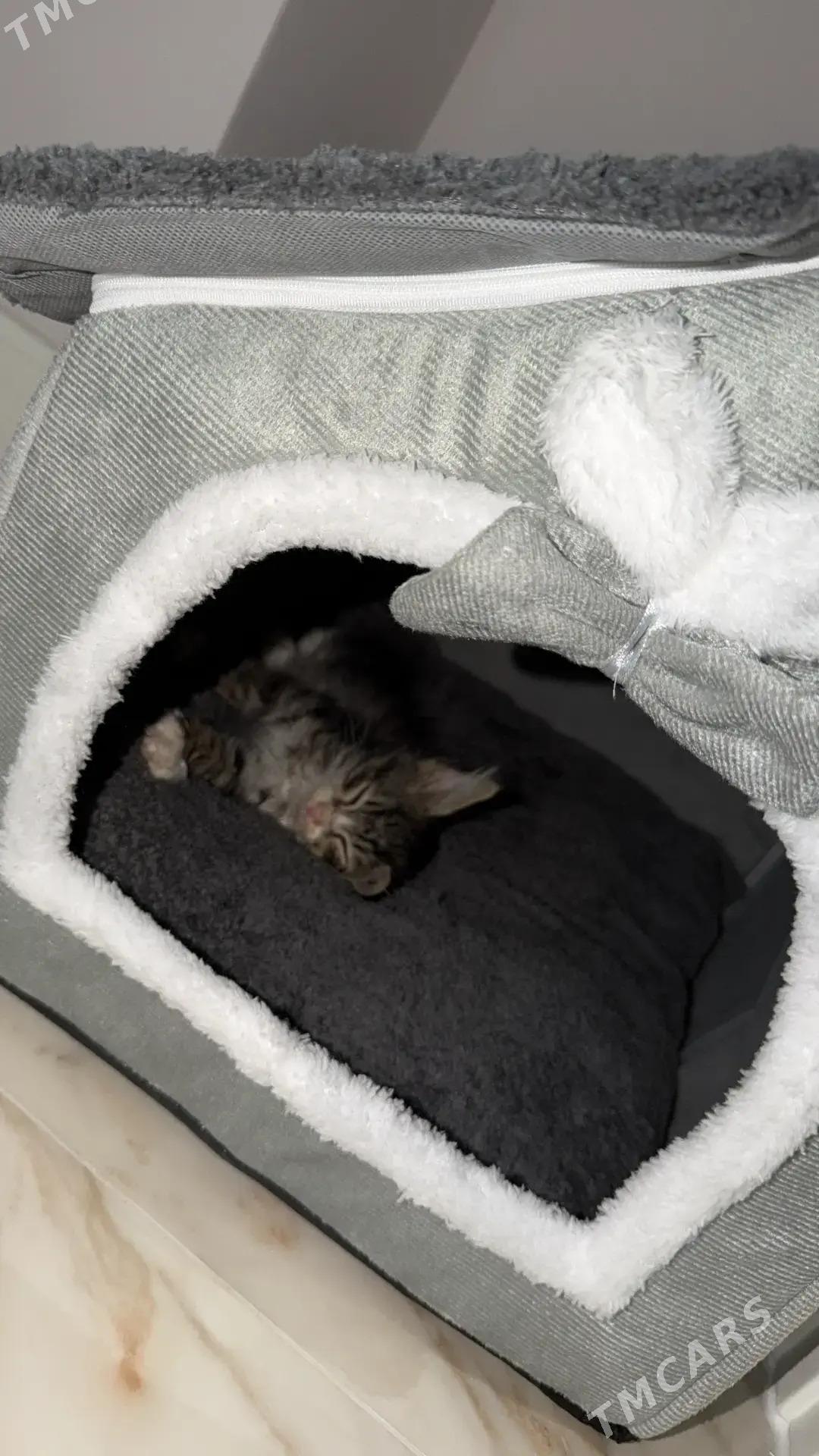 Малышка 3 мес - Aşgabat - img 4