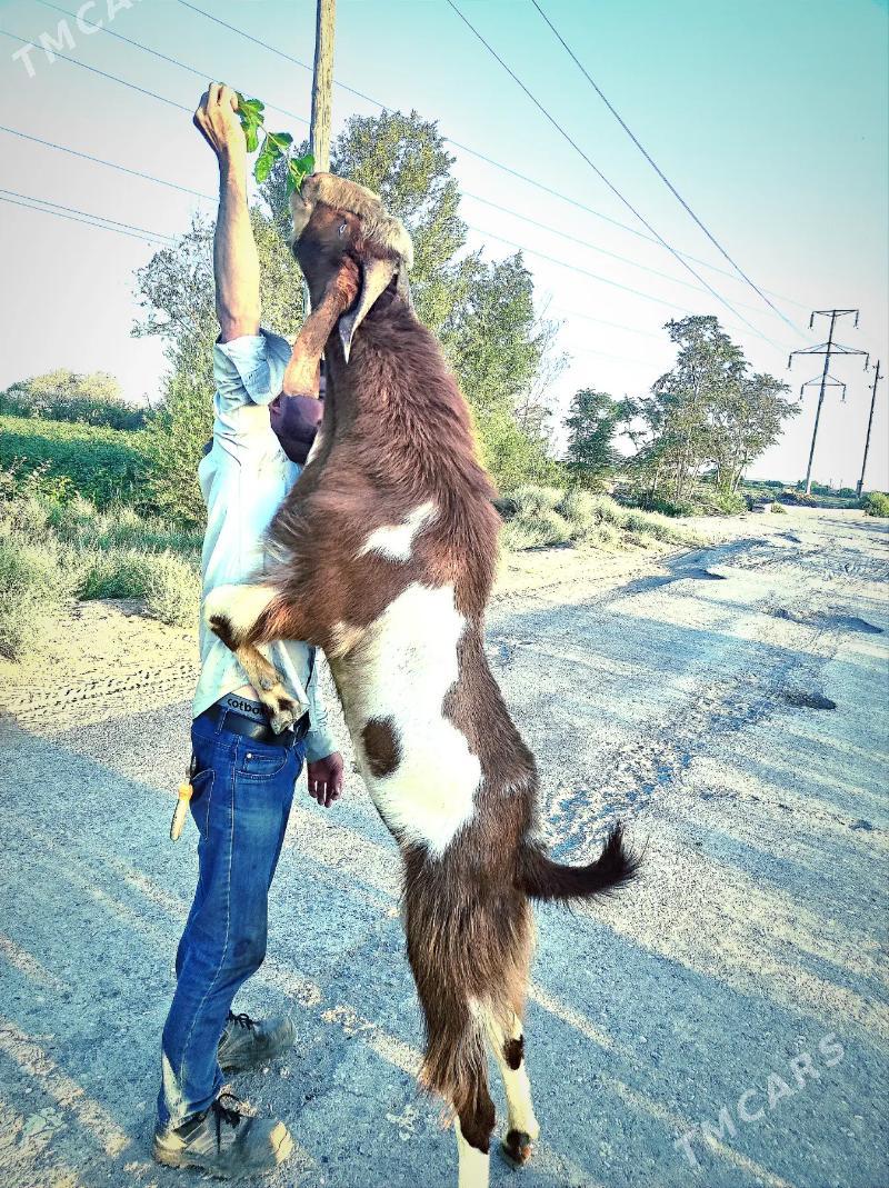 Pakistan Teke - Dänew - img 2