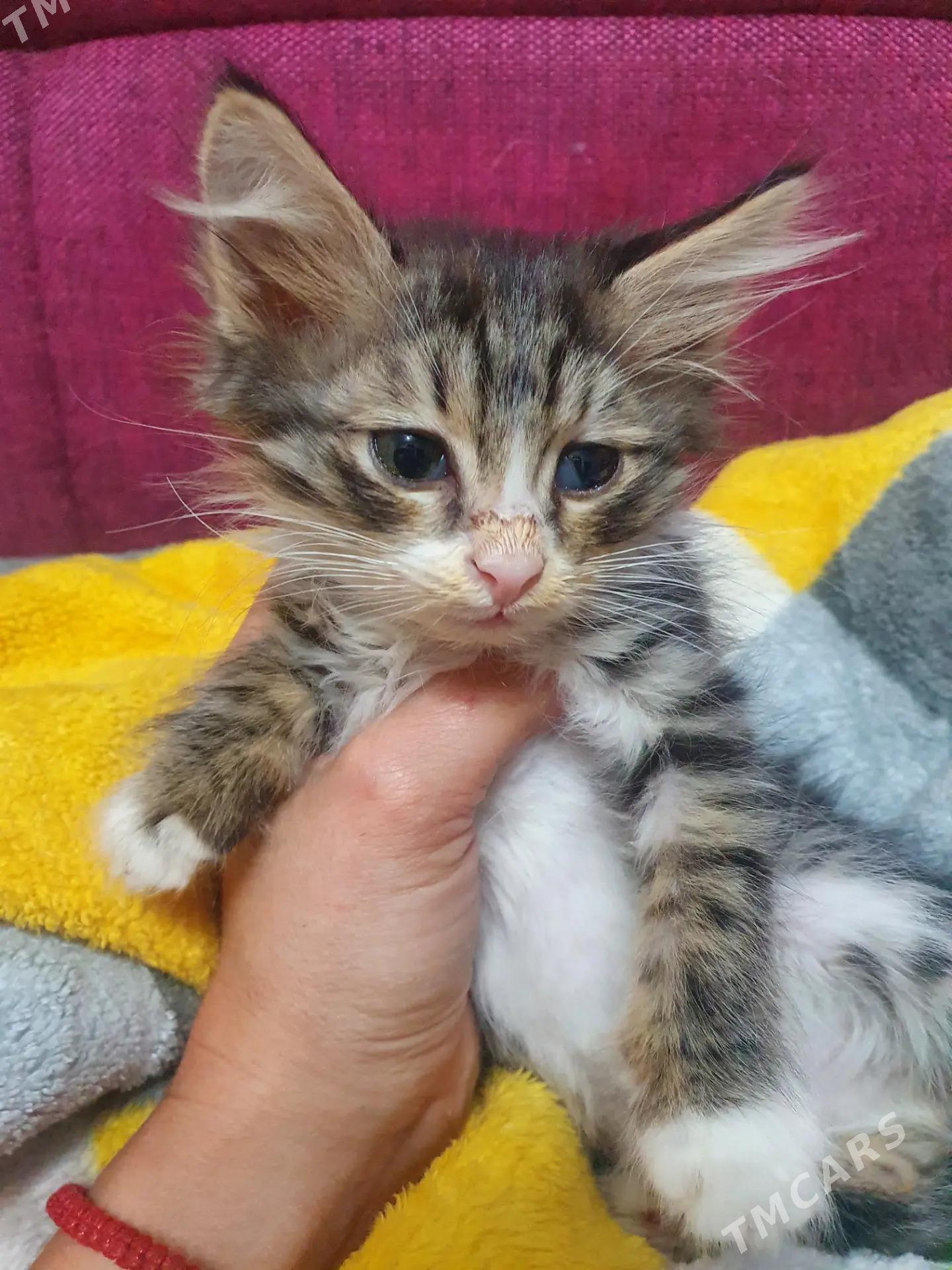 Малышка 3 мес - Aşgabat - img 1