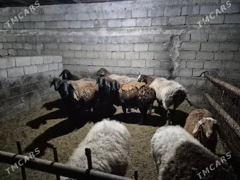 GISAR GOYYN - Büzmeýin - img 1